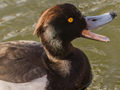 Red-crested Pochard x Tufted Duck hybrid